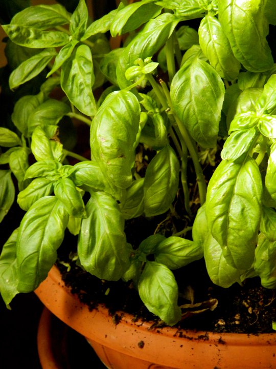 284257_130081943748262_103744116382045_197213_8311280_n